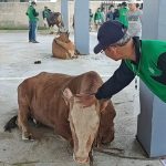 Masjid Arrofiah Ilyas Lassik di Komplek Pemda KM7 Palembang laksanakan pemotongan hewan kurban berupa 19 ekor sapi dan 6 ekor kambing. Foto: M Aidil -- PALTV