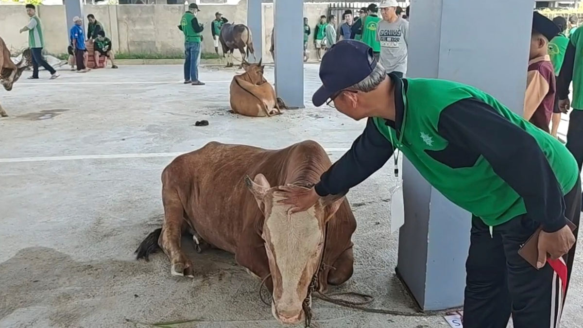 Masjid Arrofiah Ilyas Lassik di Komplek Pemda KM7 Palembang laksanakan pemotongan hewan kurban berupa 19 ekor sapi dan 6 ekor kambing. Foto: M Aidil -- PALTV