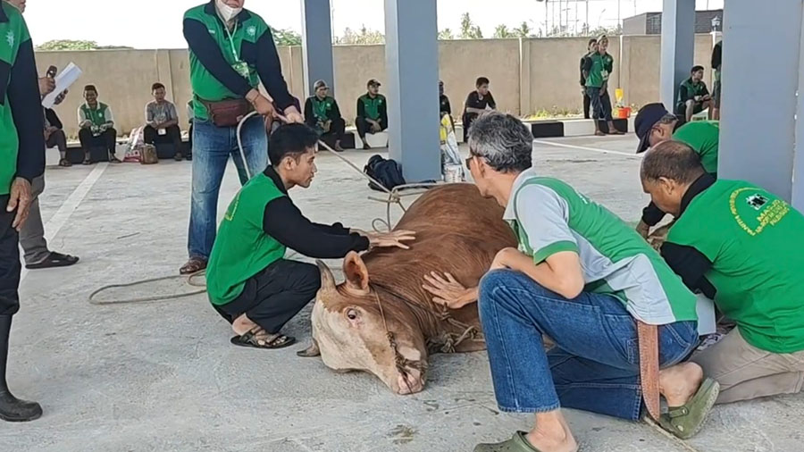 Jumlah hewan kurban di Masjid Arrofiah Ilyas Lassik terus mengalami peningkatan sejak pertama kali berdiri. Foto: M Aidil -- PALTV