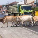Polsek Indralaya minta Pemda Kabupaten Ogan Ilir tegakkan Perda Hewan K4. Foto: Polsek Indralaya