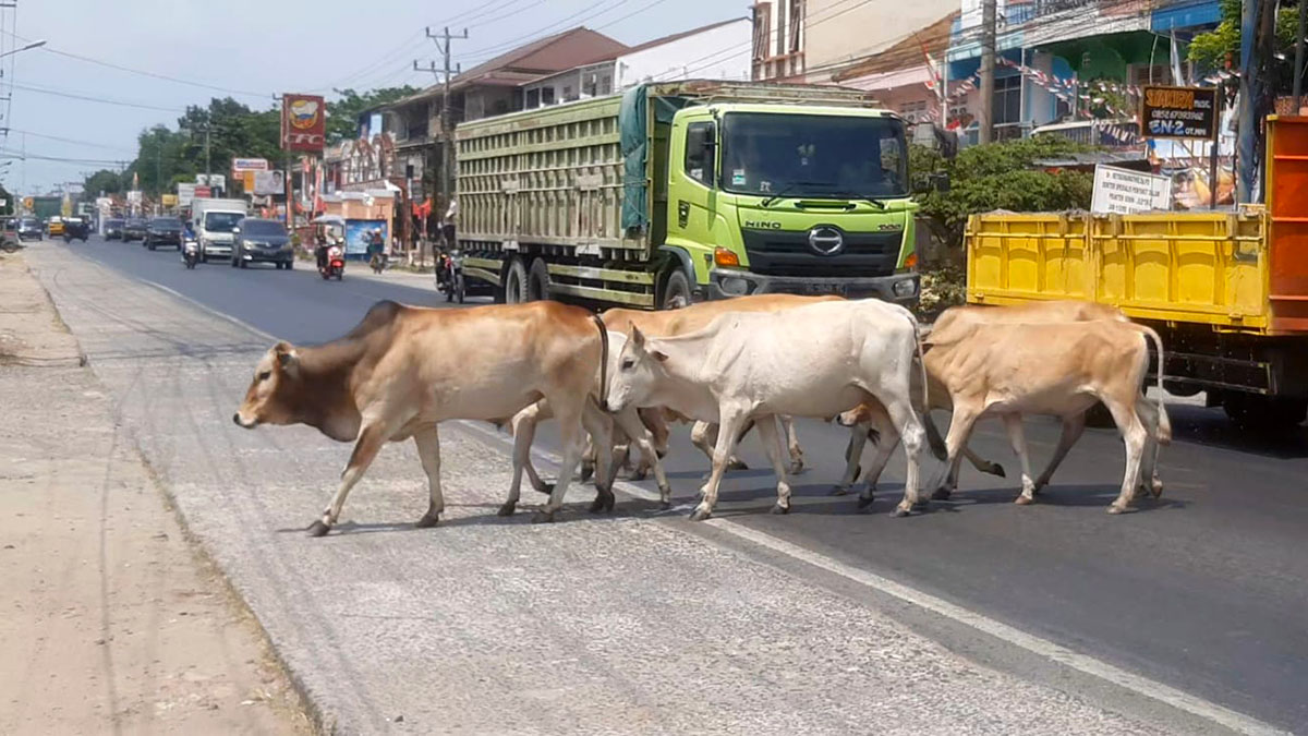 Polsek Indralaya minta Pemda Kabupaten Ogan Ilir tegakkan Perda Hewan K4. Foto: Polsek Indralaya