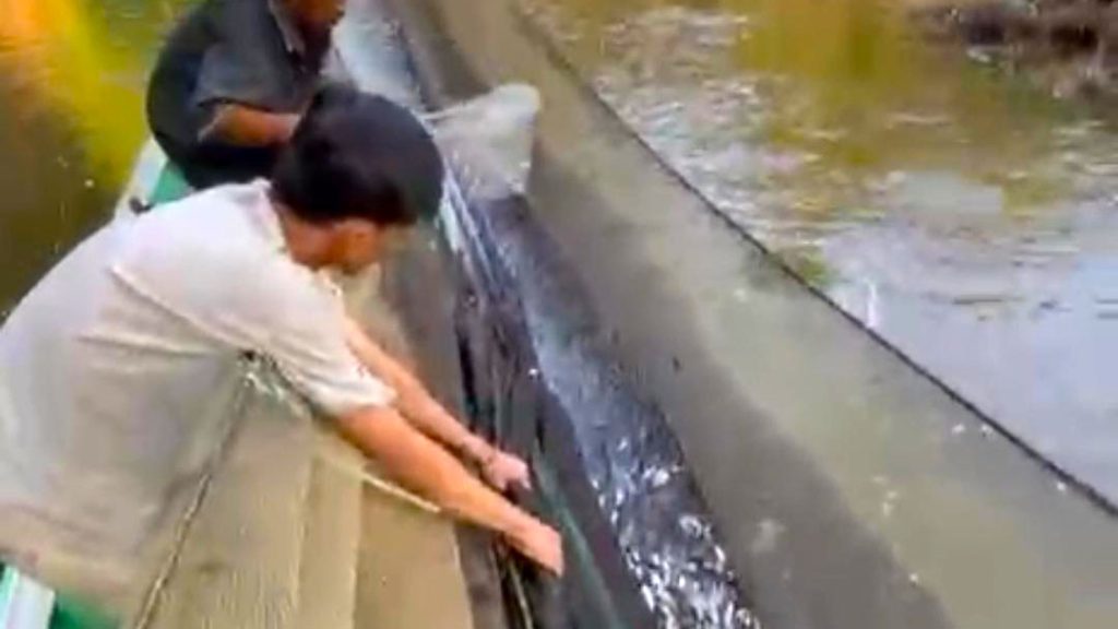 Dalam sehari hasil tangkapan saat musim seluang mudik bisa mencapai satu ton. Foto: Ruzi Iskandar -- PALTV